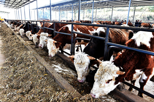 吉林省推动畜牧业向强省跨越 突出优质肉牛产业全产业链发展 