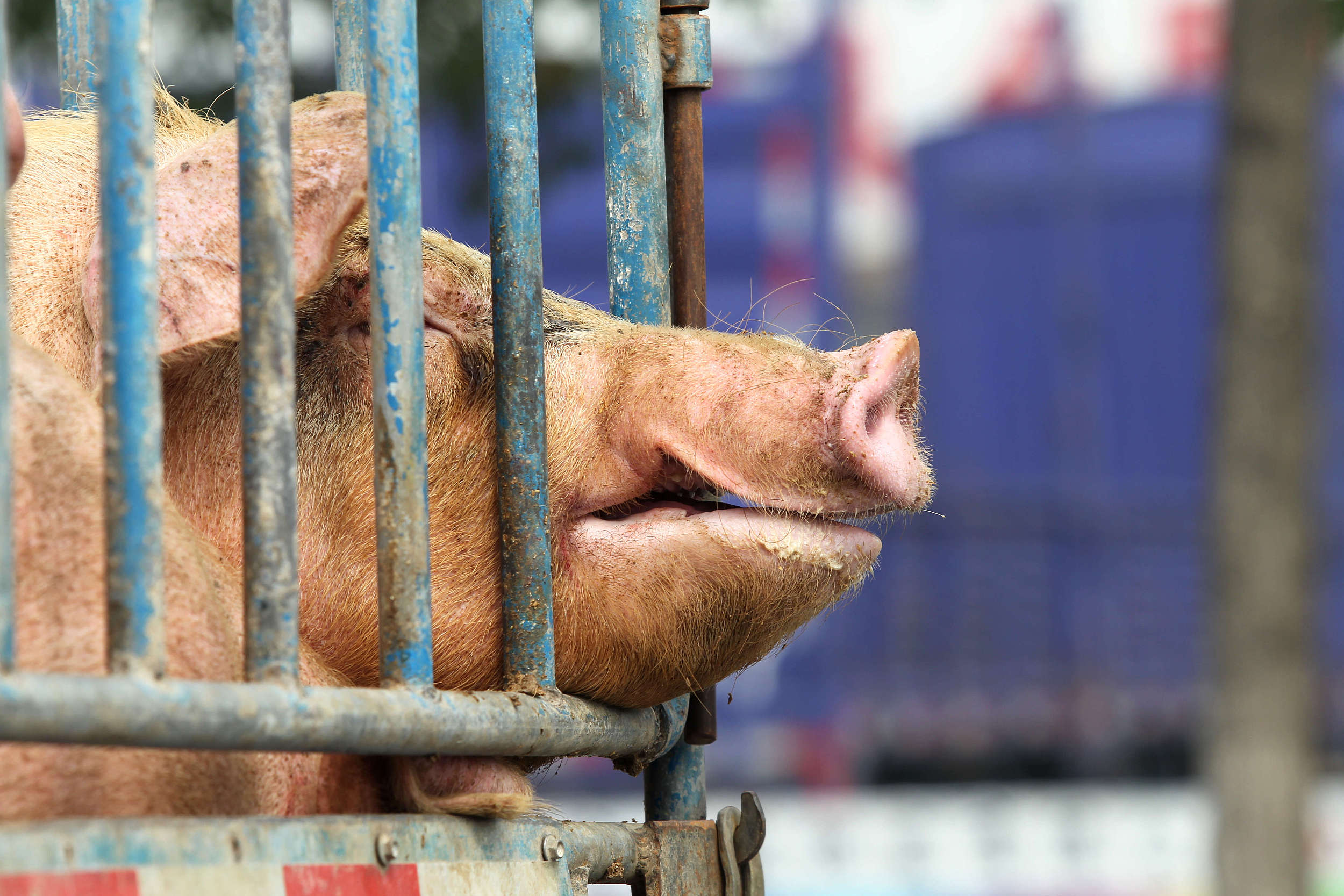 生猪行业普遍呈亏损状态 或因产能释放供应过剩