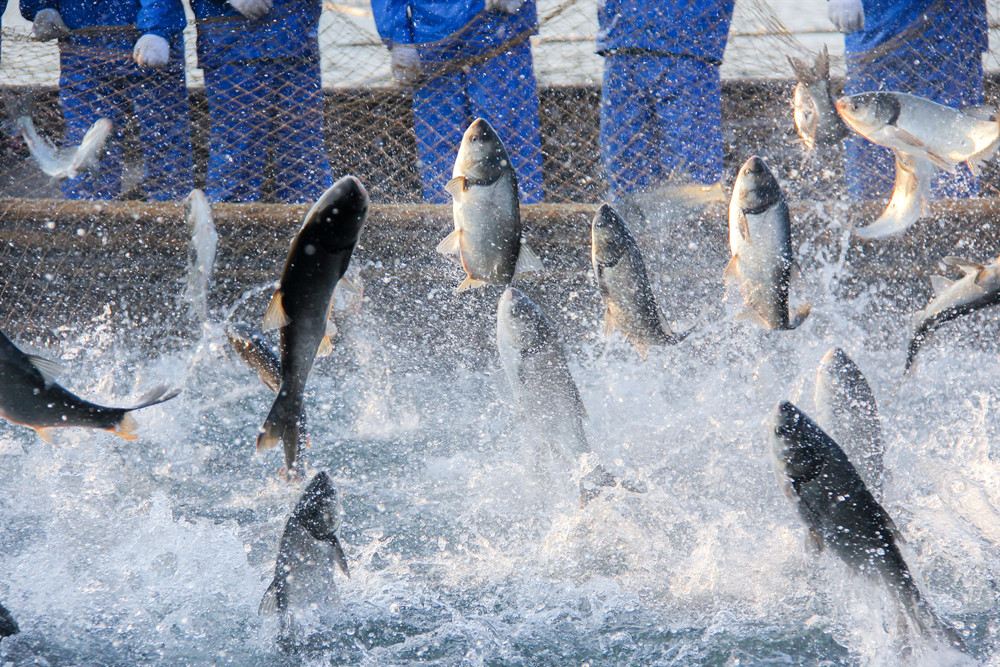 山东莱州市市场监管局开展休渔期水产品市场专项整治