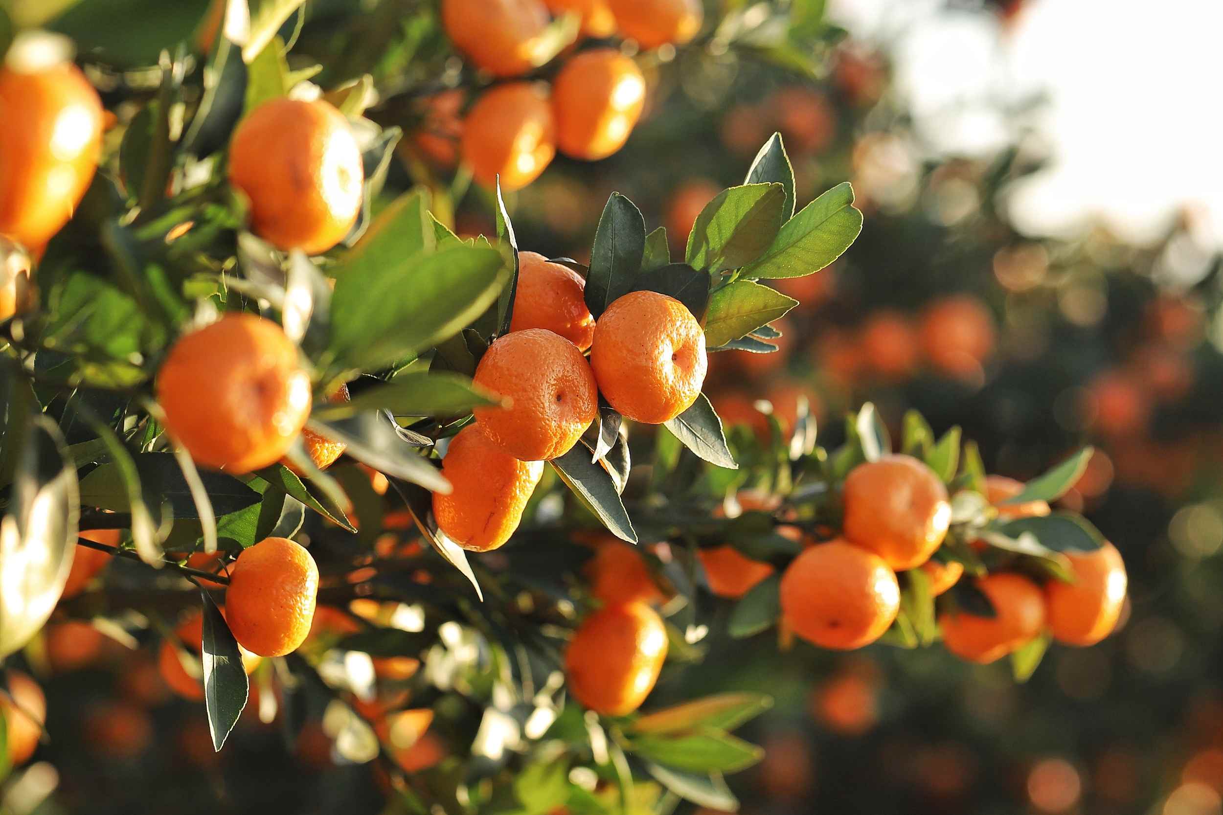 院士专家郴州“把脉”柑橘产业发展