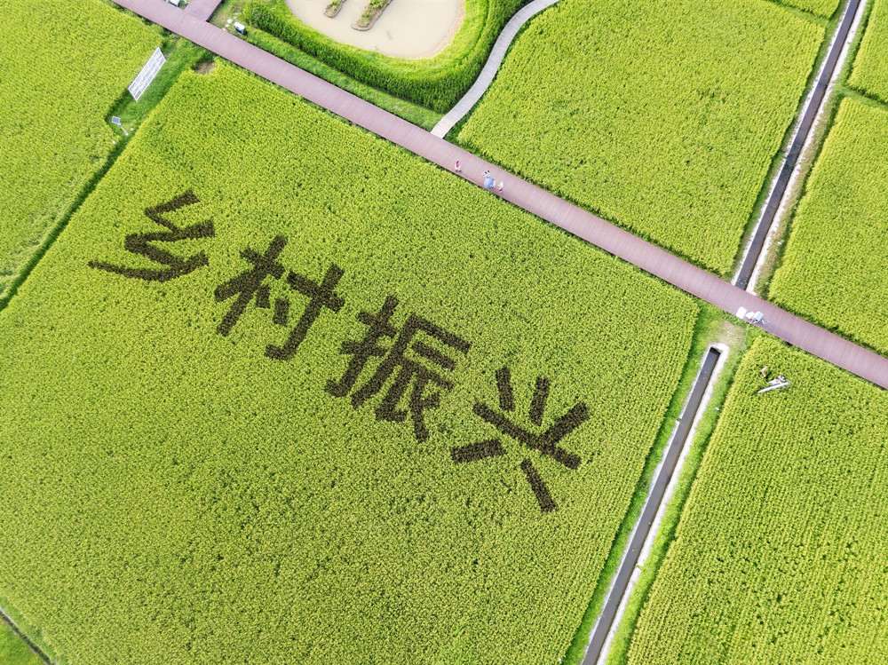 广西乡村产业振兴创出新路子 催生“雁阵效应”