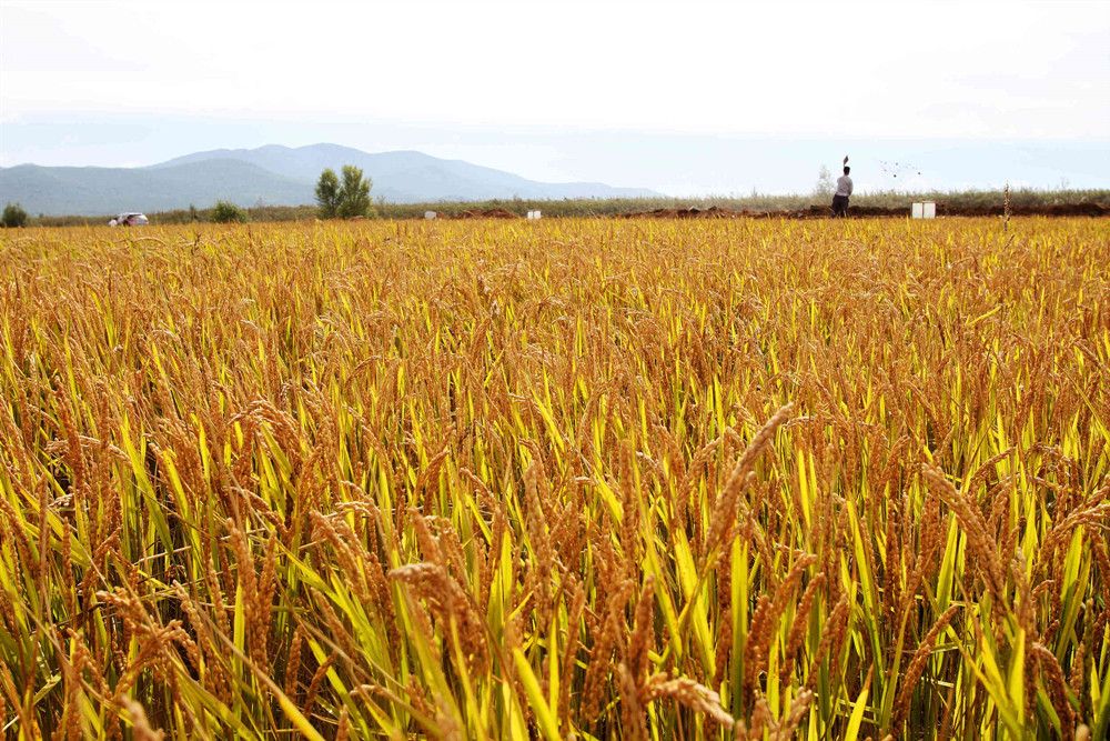 2022年陕西地方粮食储备规模达23.5亿公斤 创历史新高