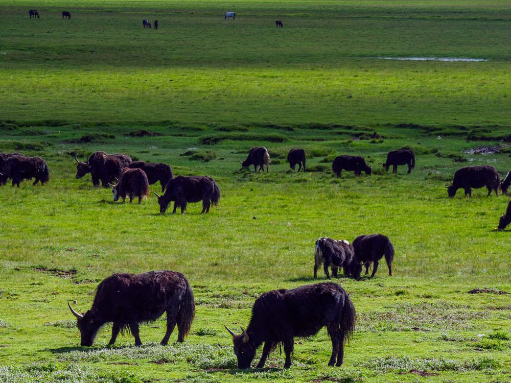 内蒙古农畜产品的新年出海计划：保持优势、觅新赛道