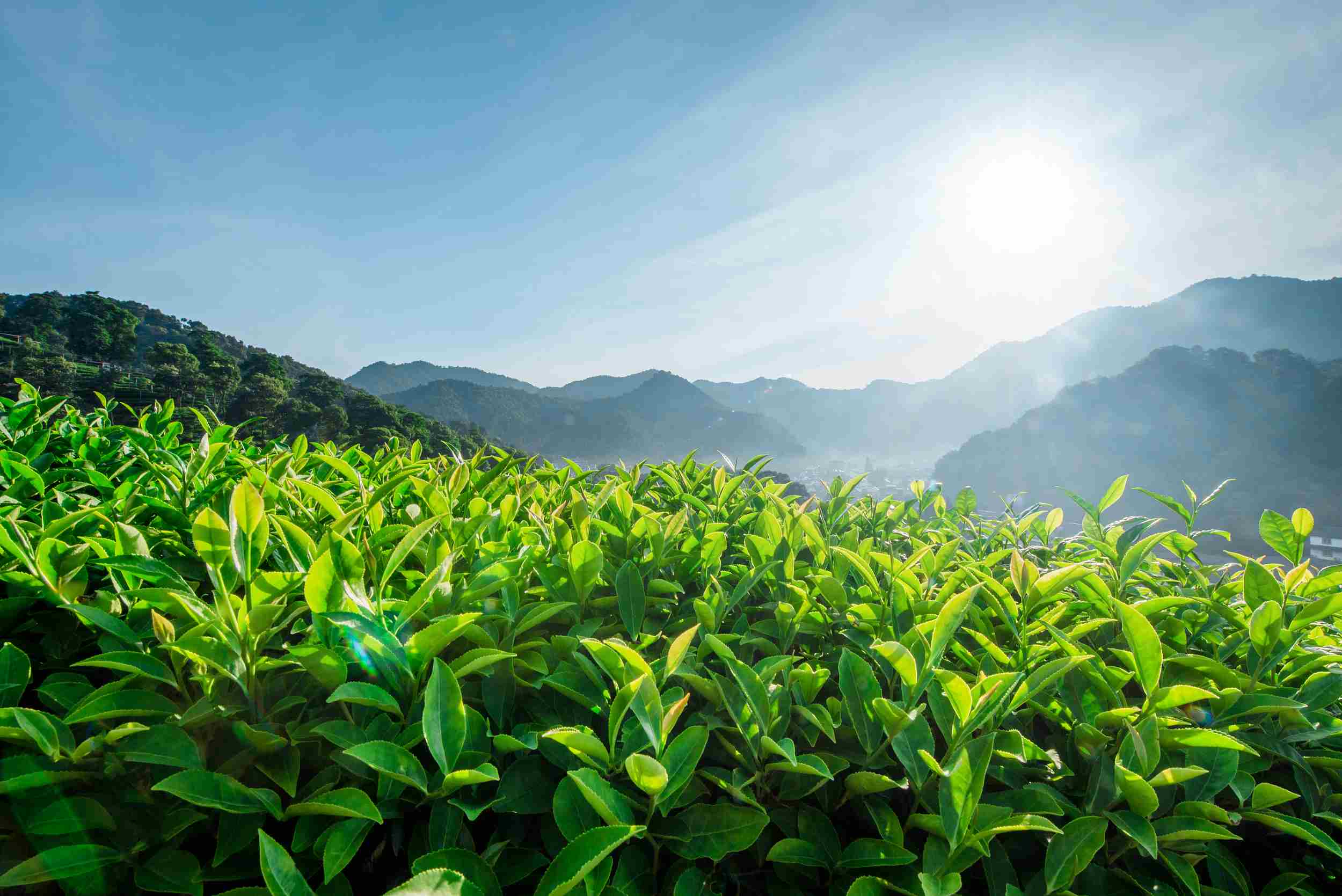 打造茶产业链条 推动茶文旅融合发展